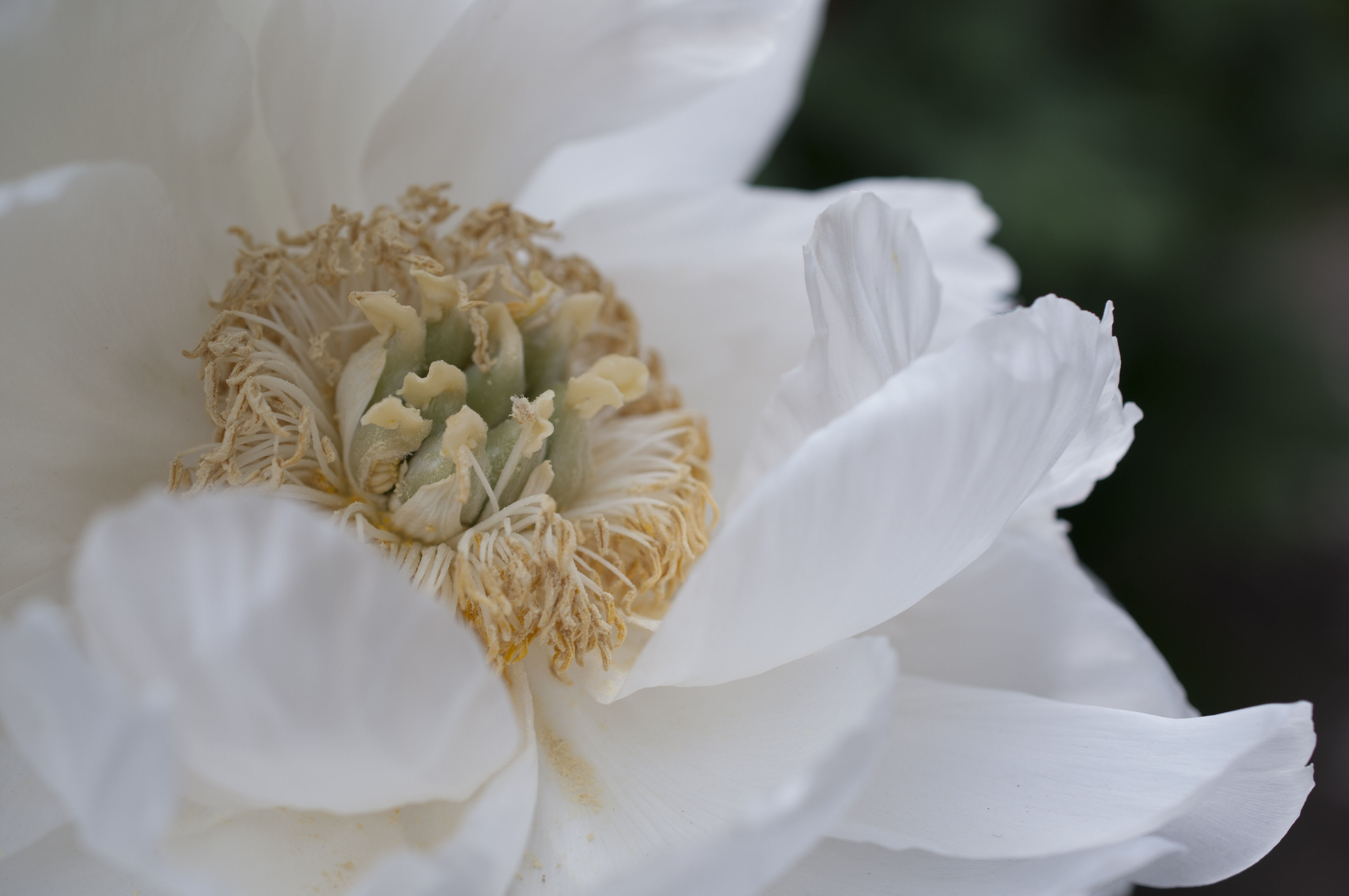 Close up of Peony Flower for Silk Peony